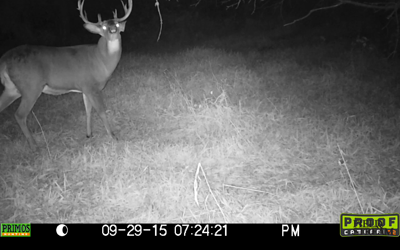 White-tailed Deer - HD Wallpaper 