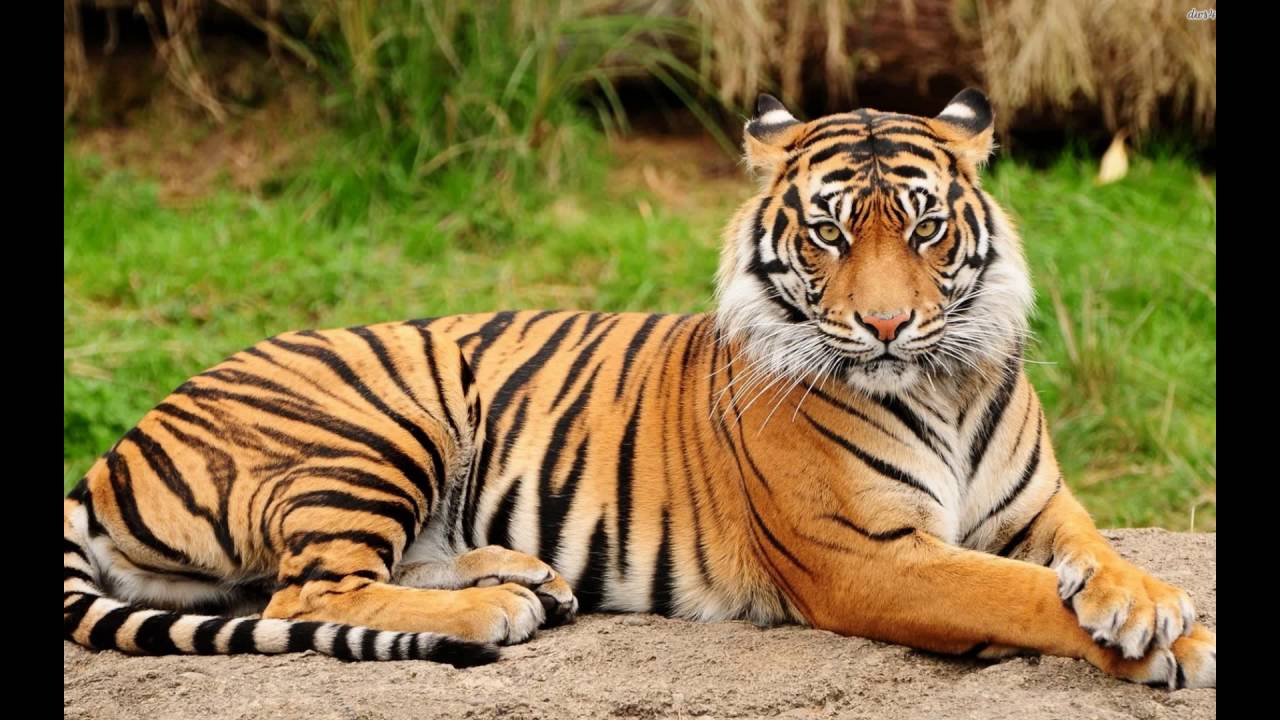 Royal Bengal Tiger - 1280x720 Wallpaper 