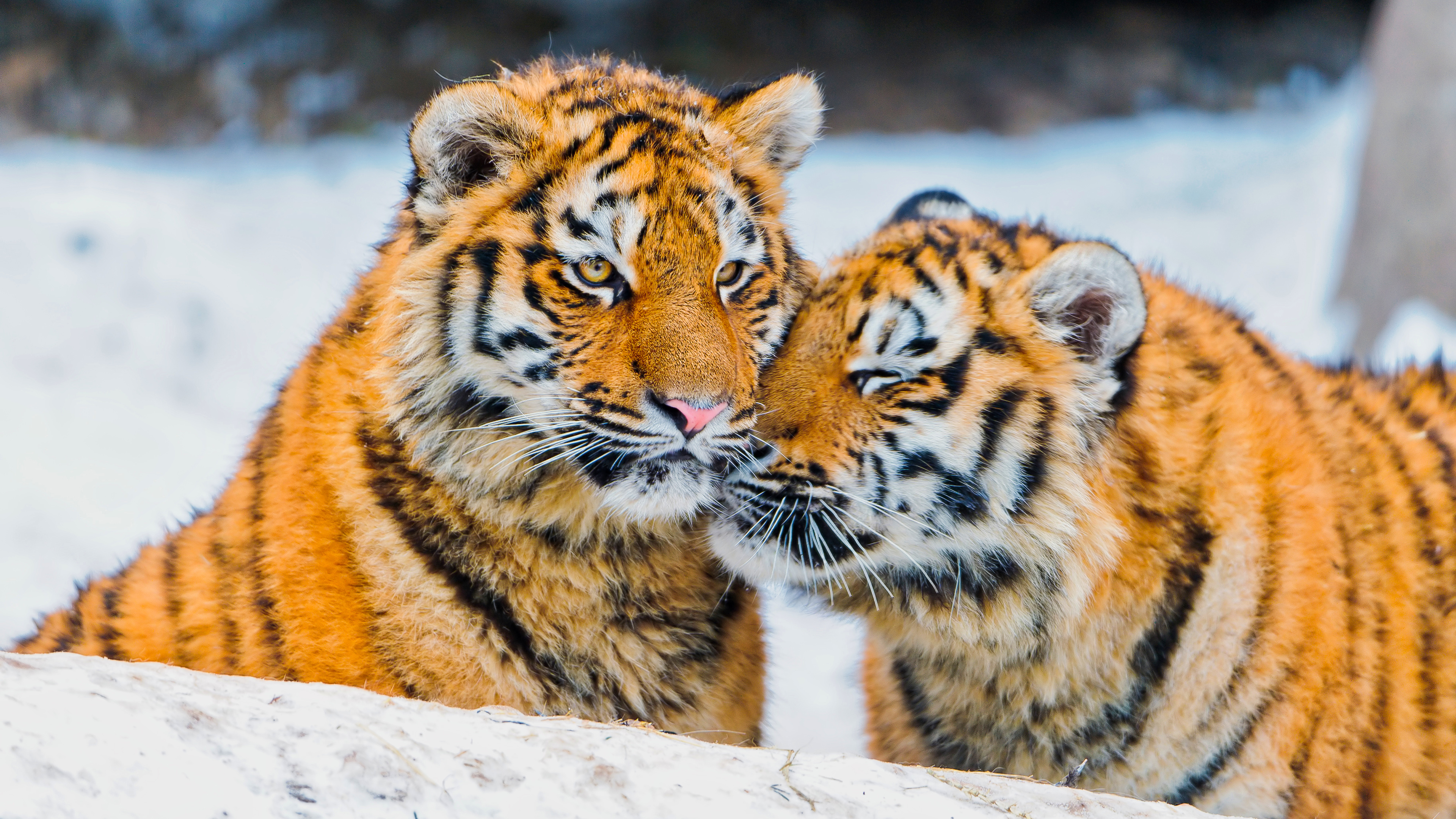 Tigers Pair 4k - Tiger Couple - HD Wallpaper 