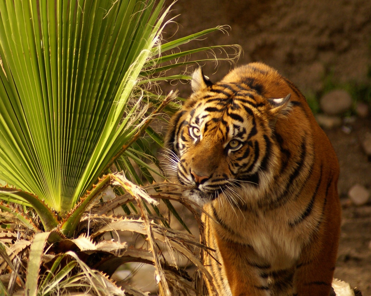 Wallpaper Tiger, Muzzle, Big Cat, Grass, Hunting - Обои Hd На Рабочий Стол Тигр - HD Wallpaper 