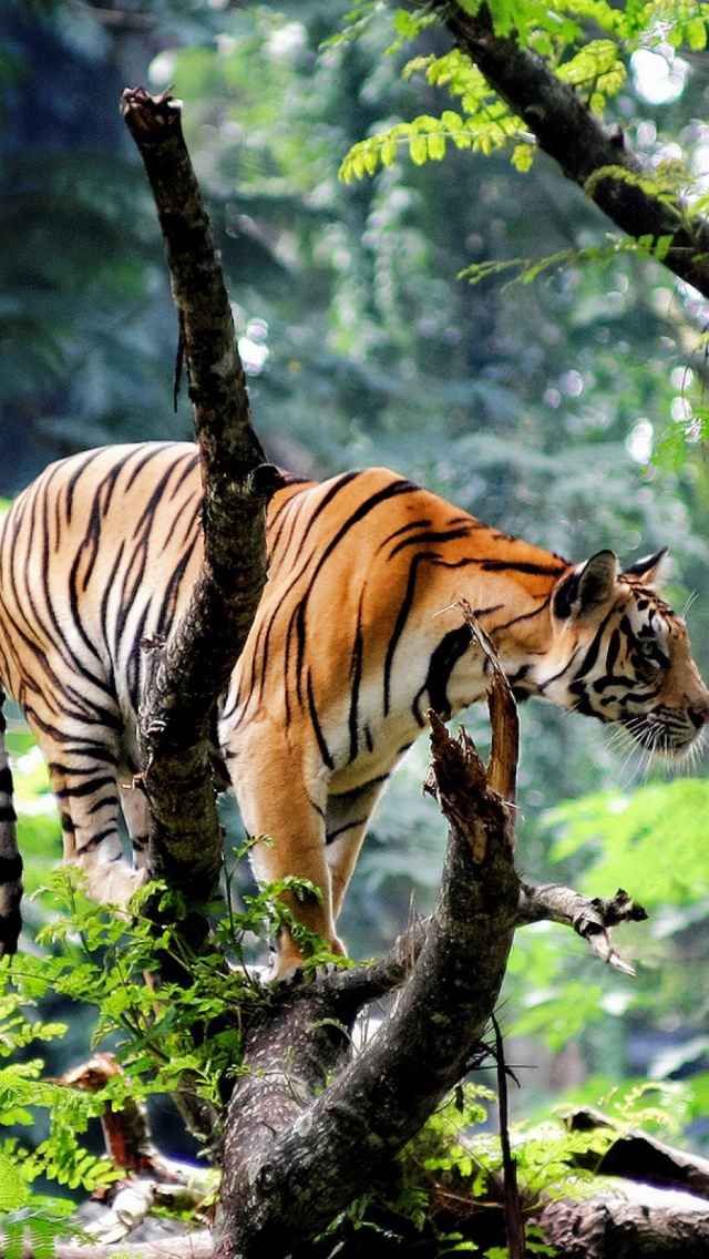 Beautiful Jungle And Tiger - 640x1136 Wallpaper 