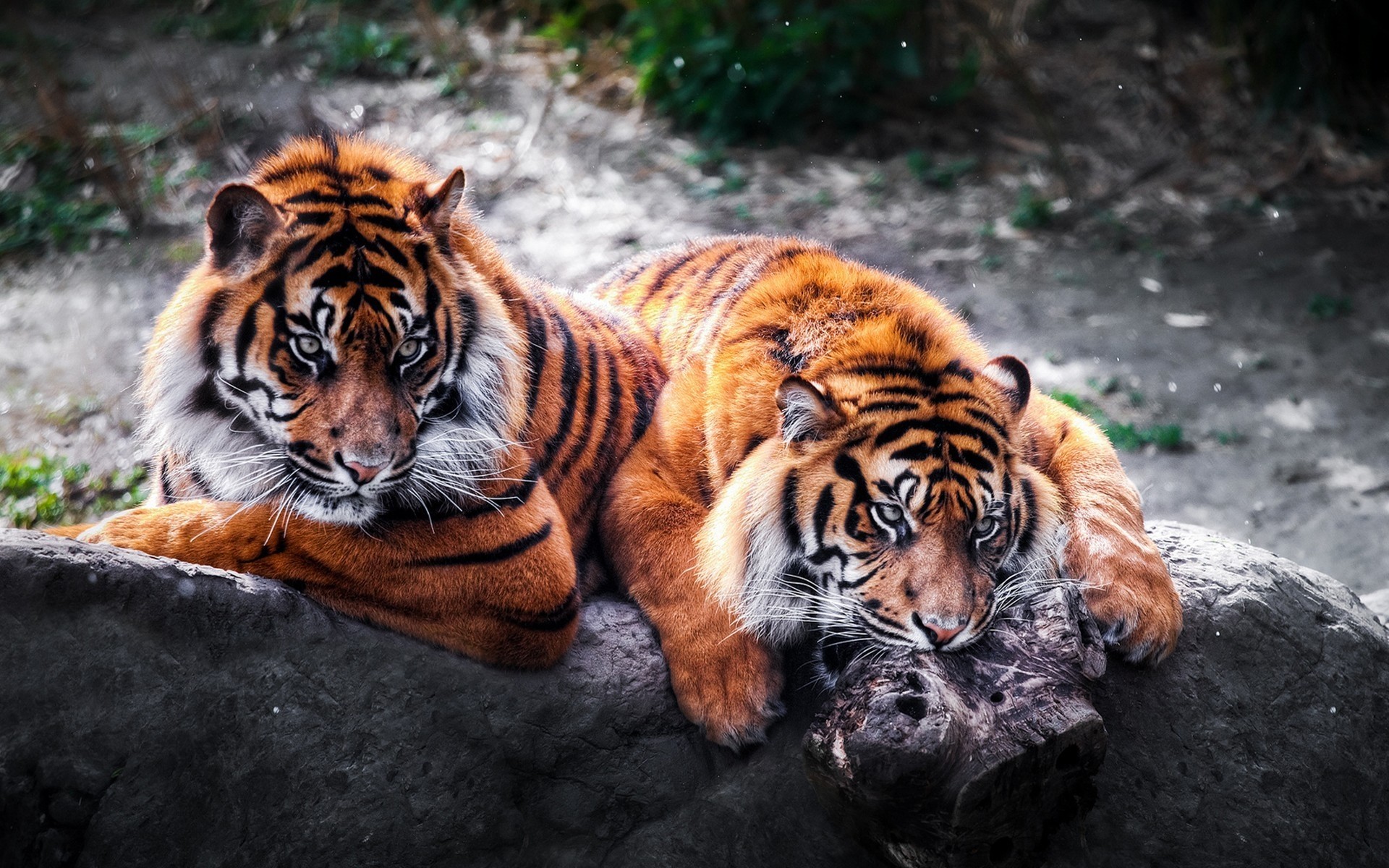 Animals Tiger Wildlife Mammal Cat Zoo Predator Aggression - Beautiful Animals Wallpaper Hd - HD Wallpaper 