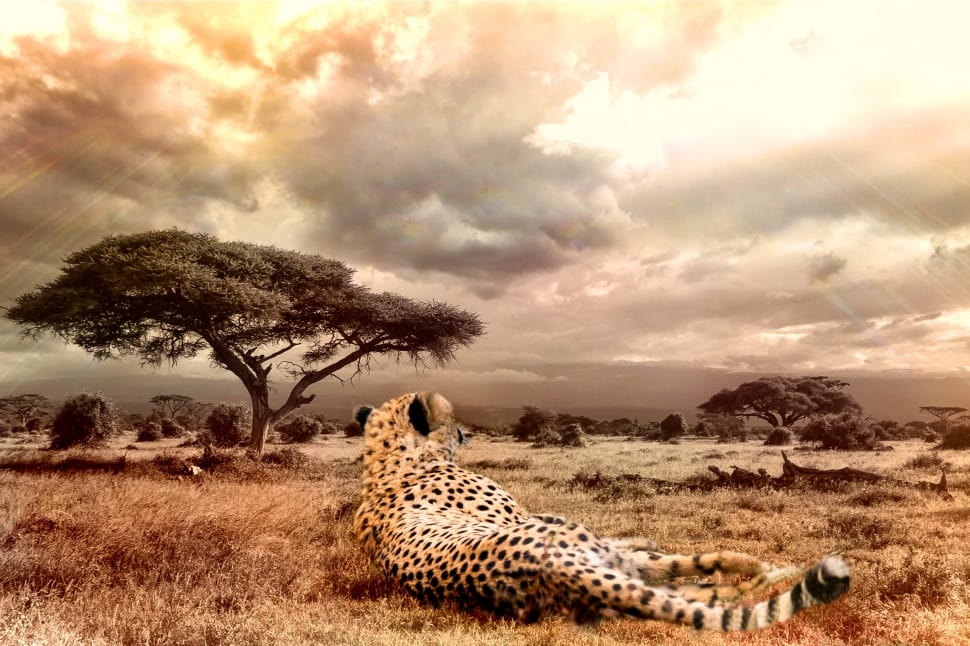 Brown And Black Cheetah Preview - HD Wallpaper 