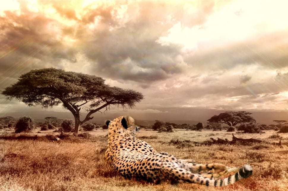 Brown And Black Cheetah Preview - HD Wallpaper 