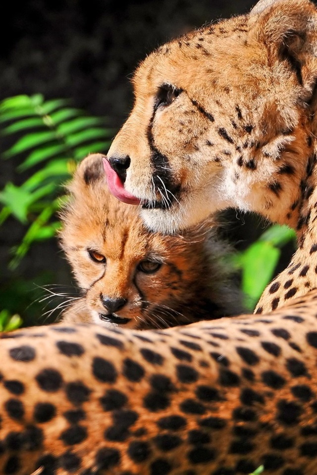 Iphone Wallpaper Cheetah With Her Mother At Rest - Guepardo Bebe Con Su Mamá - HD Wallpaper 
