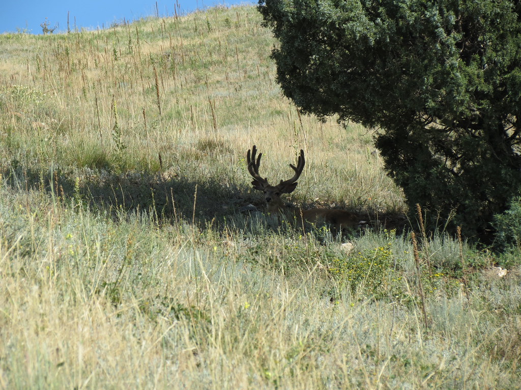 Reindeer - HD Wallpaper 