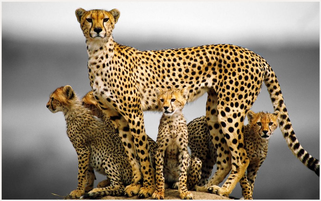 Cheetah Animal Family Cheetah Animal Family 1080p Cheetah - HD Wallpaper 