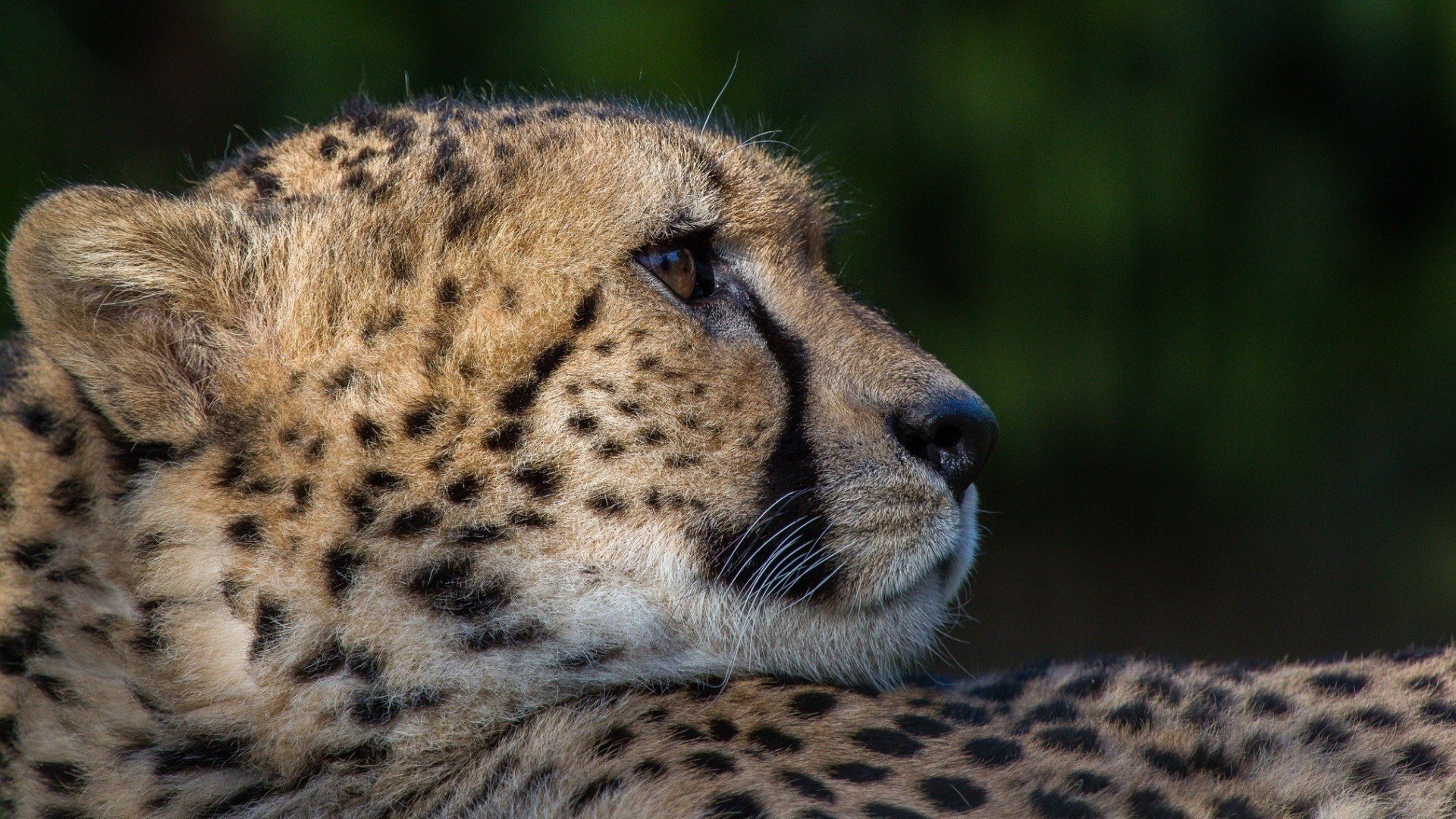 High Resolution Cheetah Full Hd 1080p Wallpaper Id - Cheetah - HD Wallpaper 
