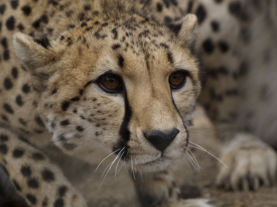 Cheetah, Wildlife, Africa, Animal, Animal Themes, Mammal, - HD Wallpaper 