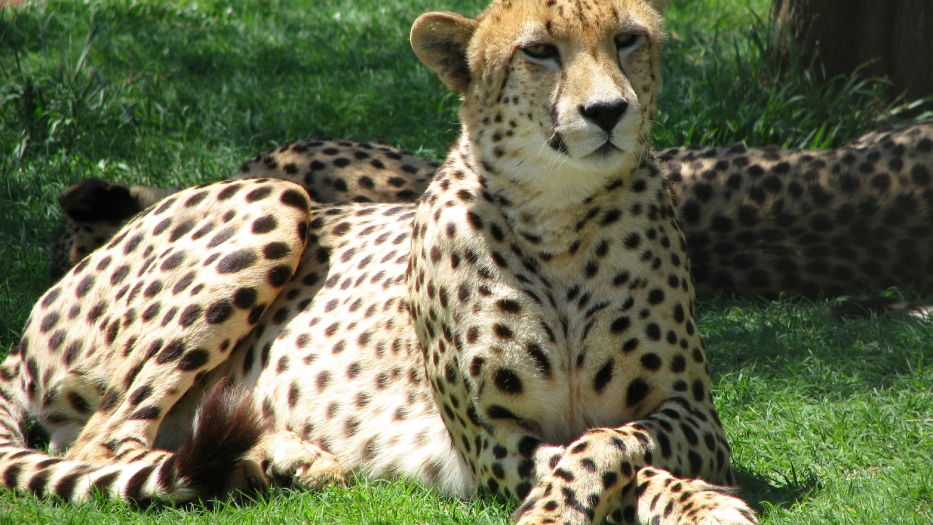 Cheetah - HD Wallpaper 