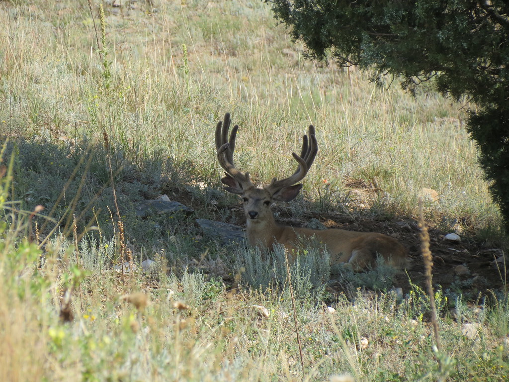 Reindeer - HD Wallpaper 