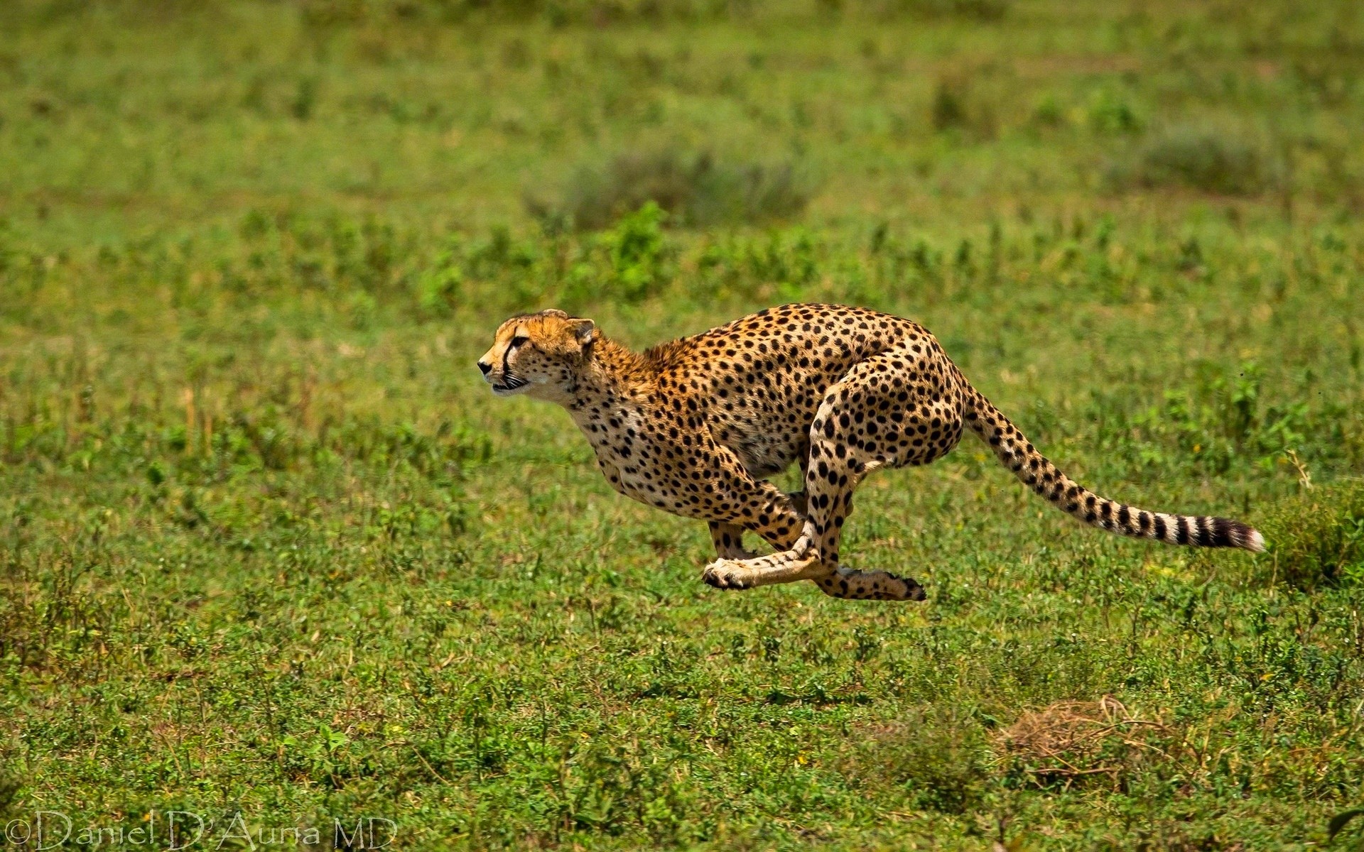 1920x1200, Running Cheetah In The Wild - Wallpaper - HD Wallpaper 