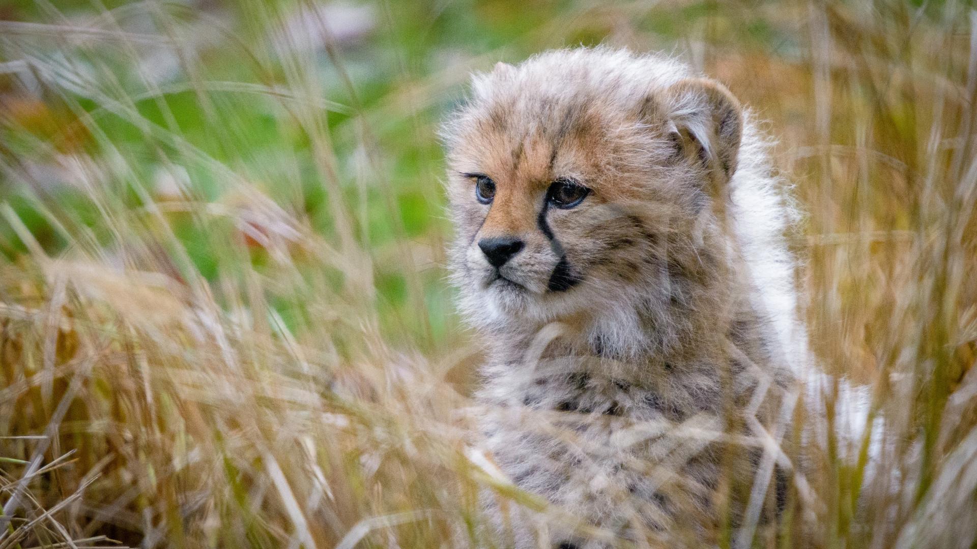 Cheetah - HD Wallpaper 