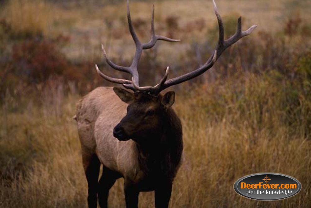 Antler - HD Wallpaper 