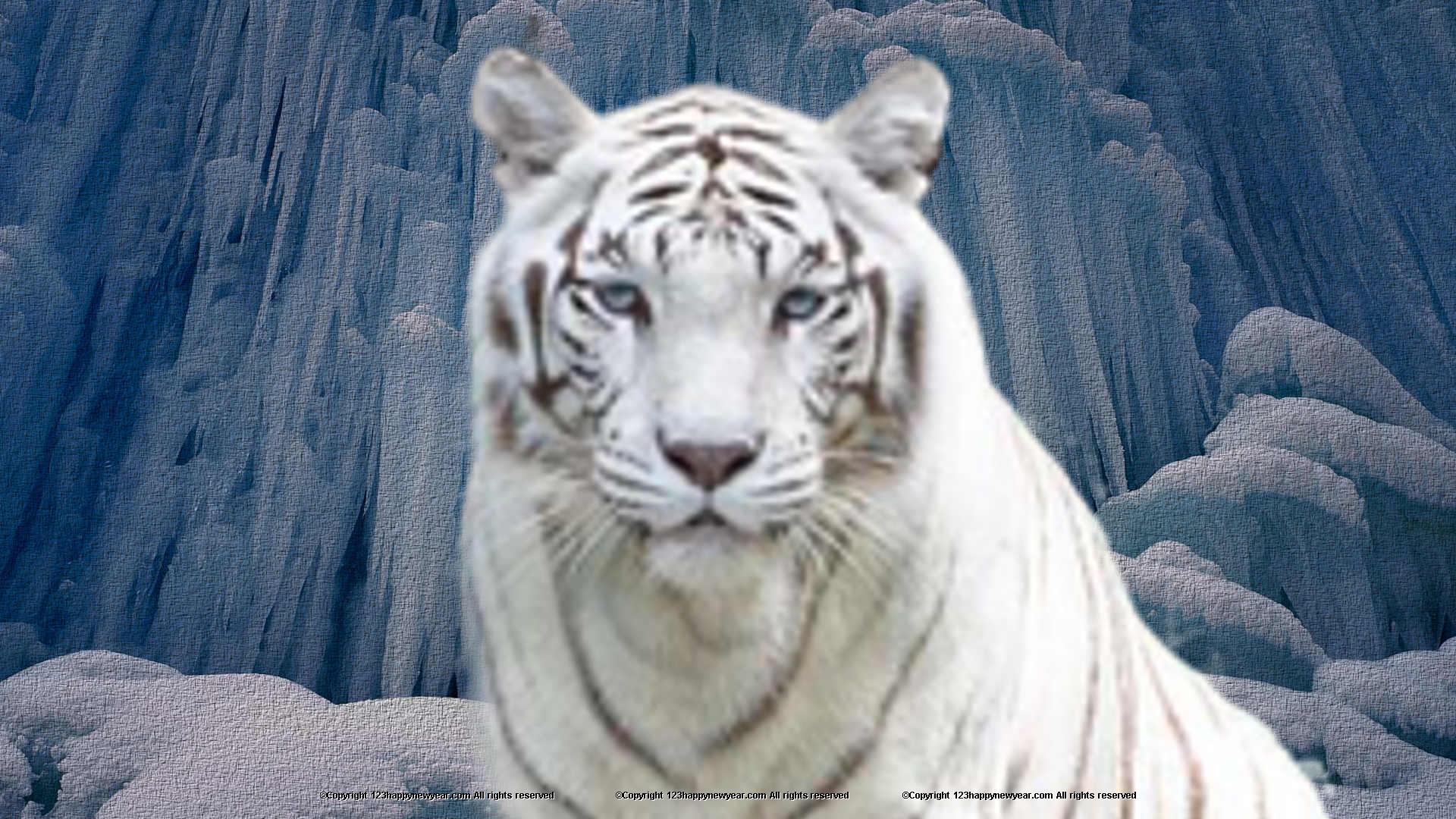 Singapore Zoo - HD Wallpaper 