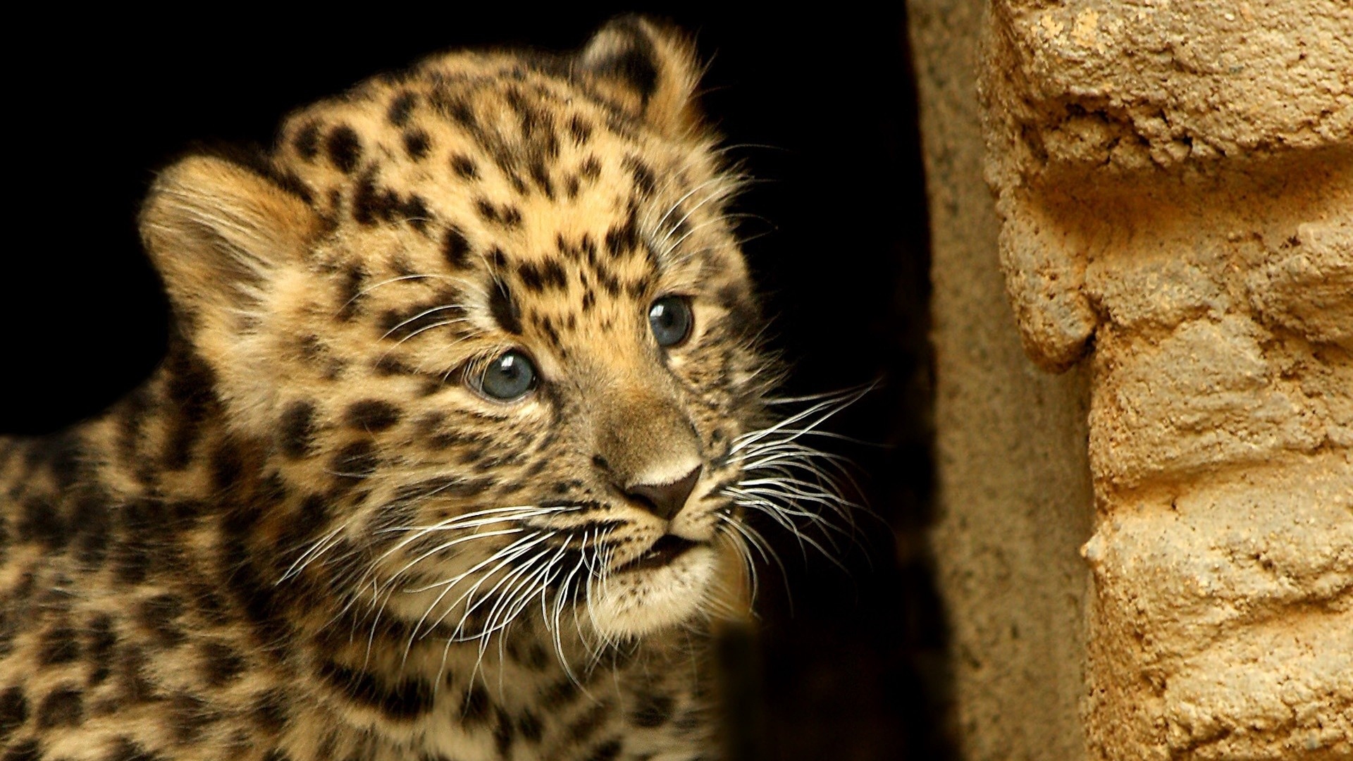 Wallpaper Cheetah, Cub, Baby, Hide - Cheetah Baby Pics Hd - HD Wallpaper 