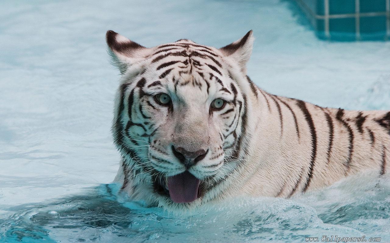 Tiger Live Wallpaper Android Apps On Google Play - Baby White Tigers In Water - HD Wallpaper 
