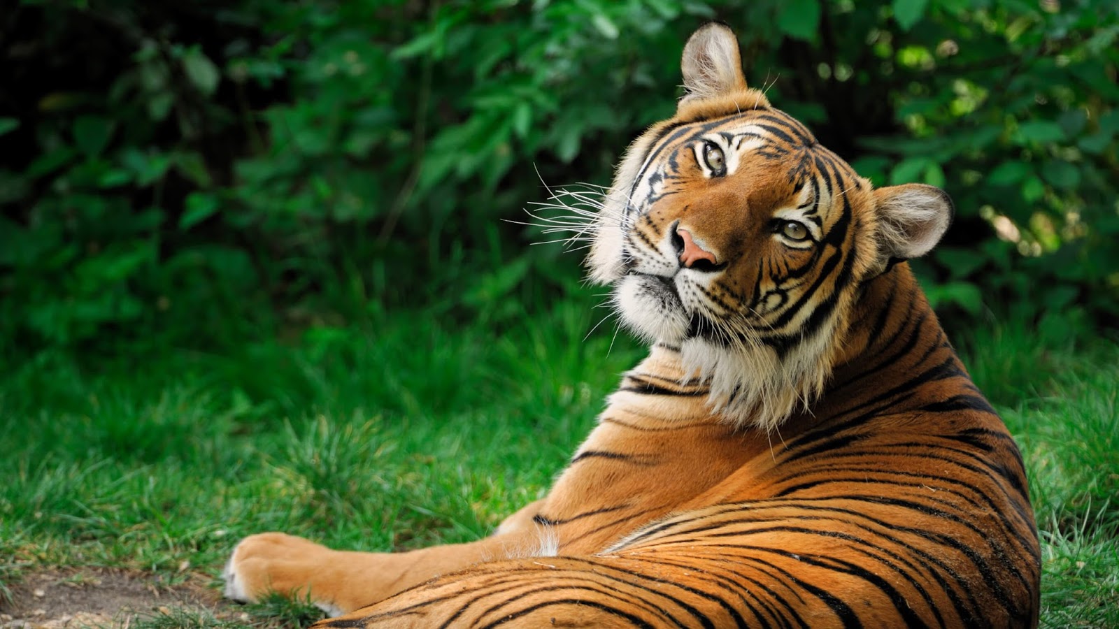 Tiger Wallpaper Download - Siberian Tigers - HD Wallpaper 