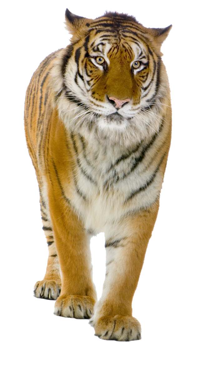 Tiger Png Image, Free Download, Tigers - Real Tiger Png - HD Wallpaper 
