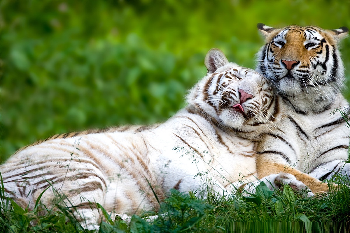Bengal Tigers - HD Wallpaper 
