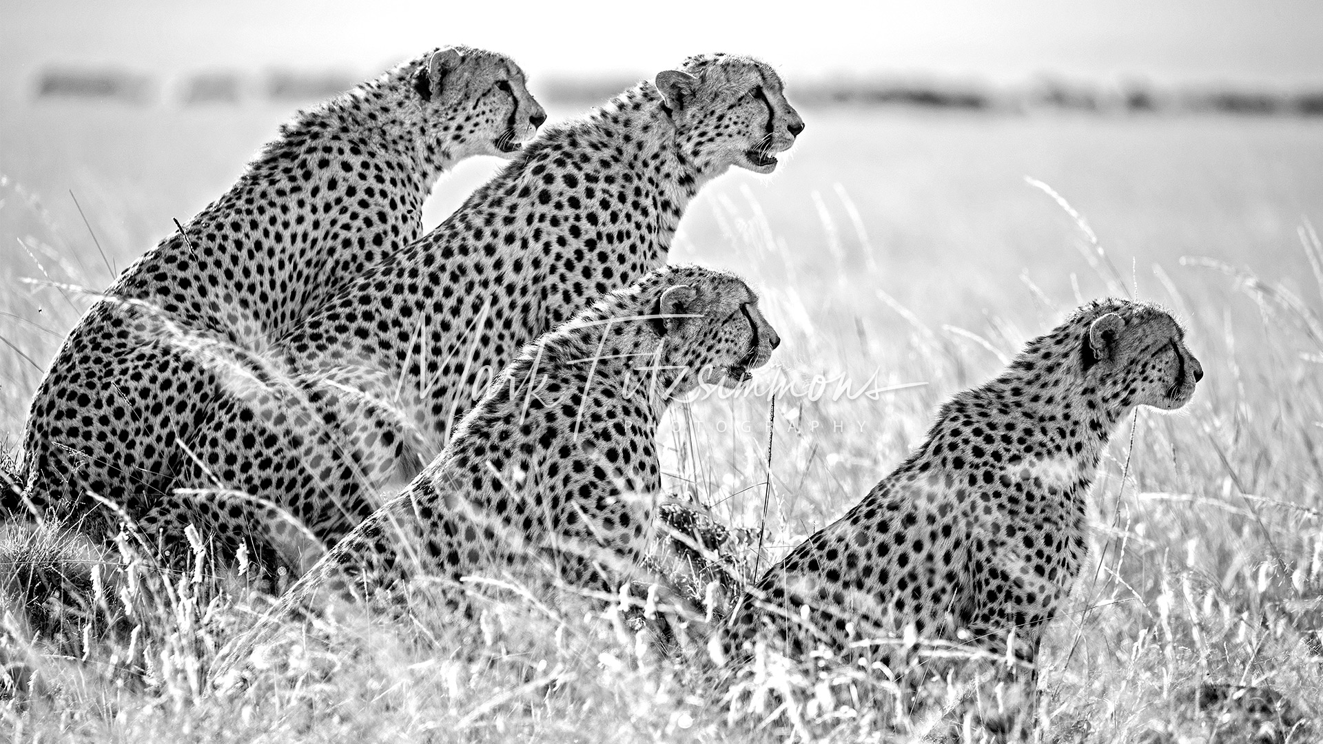 Cheetah - HD Wallpaper 