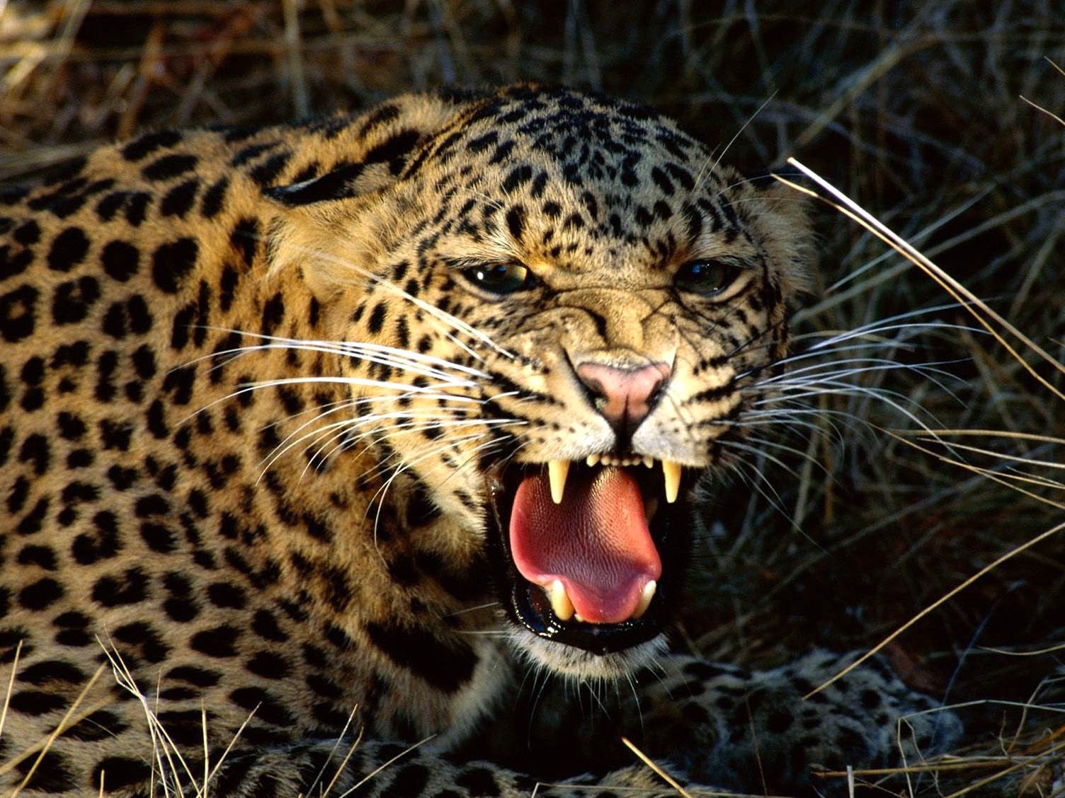 Love Wallpaper Cheetah - HD Wallpaper 