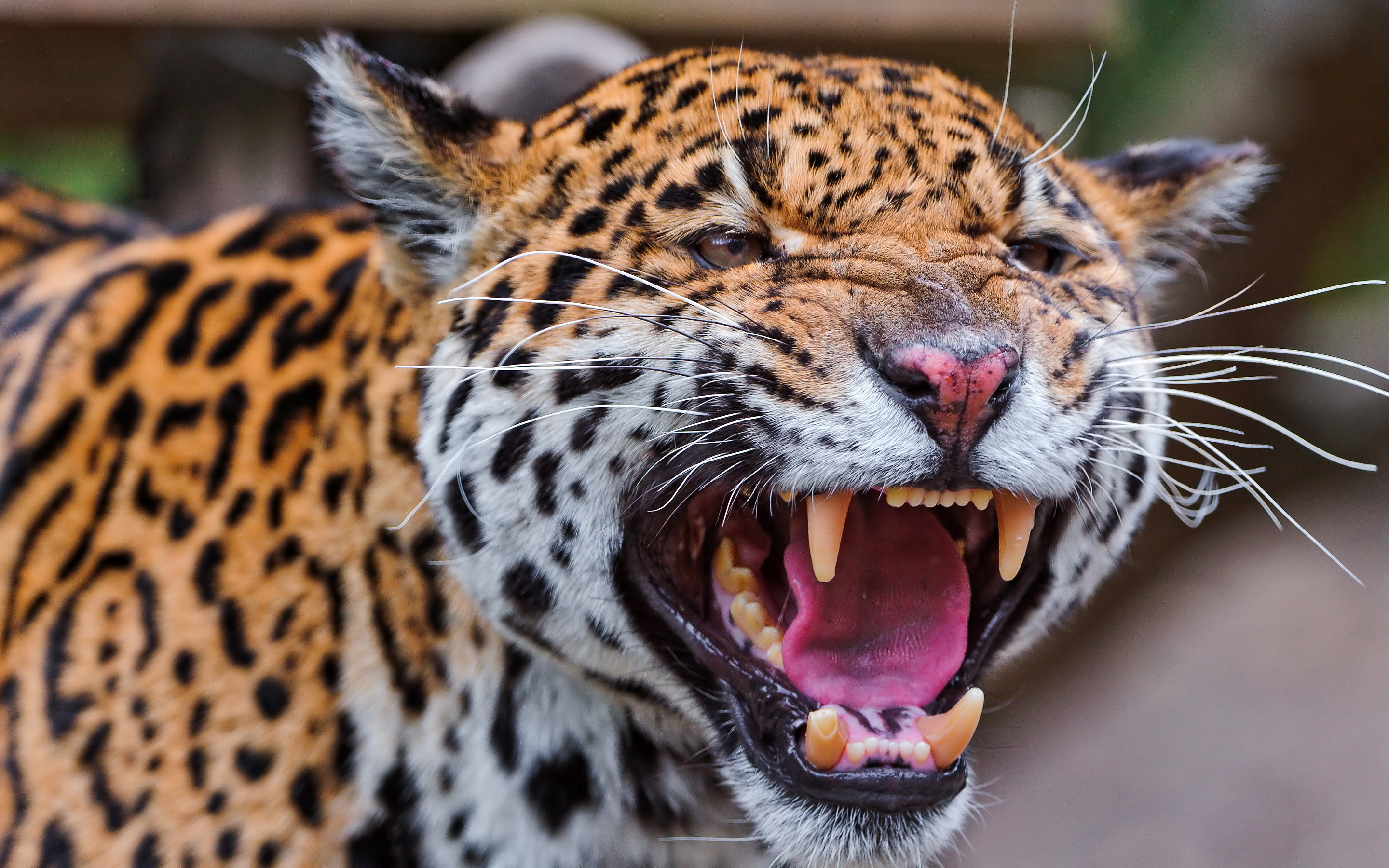 Leopard Mad - HD Wallpaper 