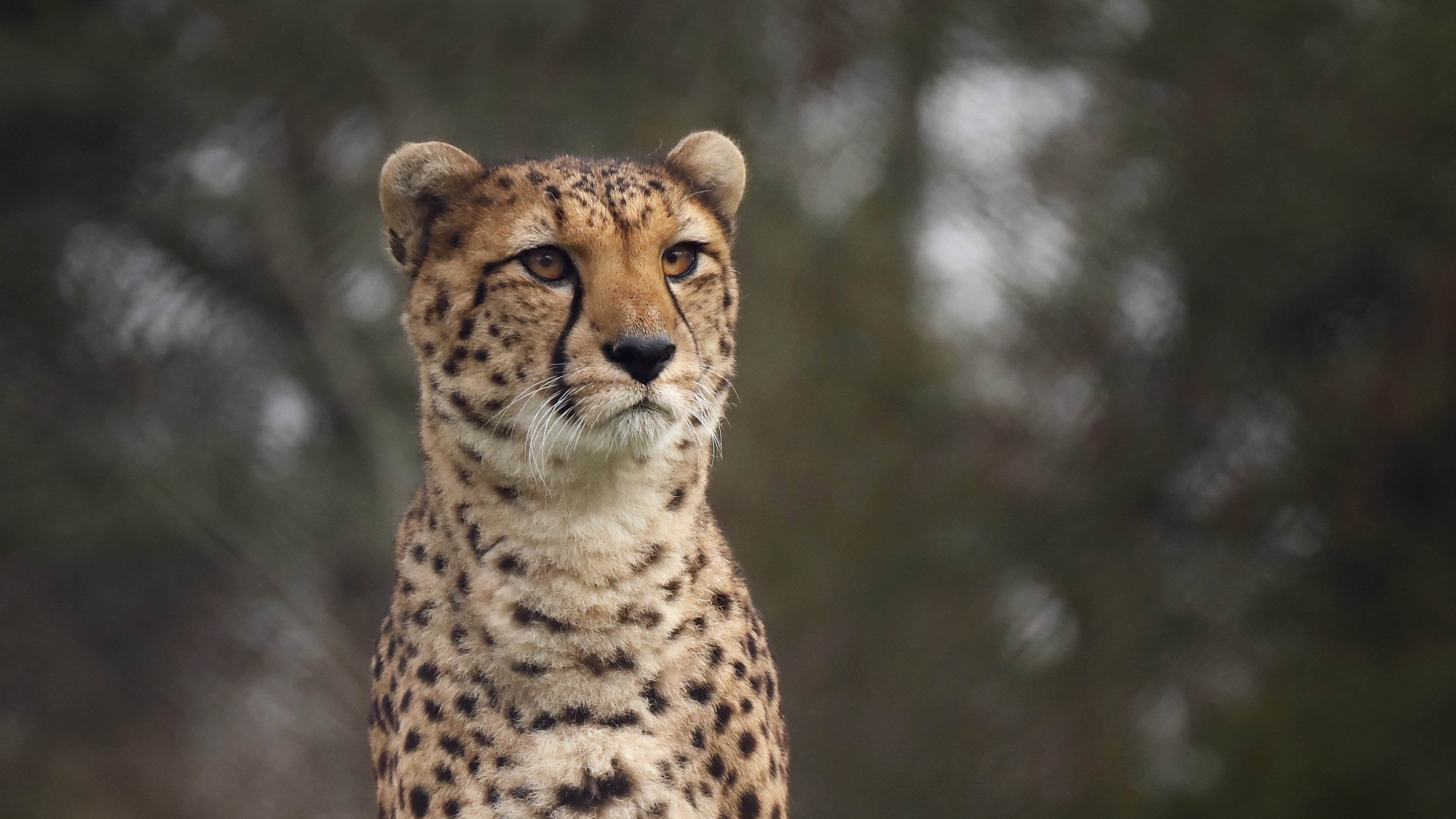 Cheetah 4k - HD Wallpaper 