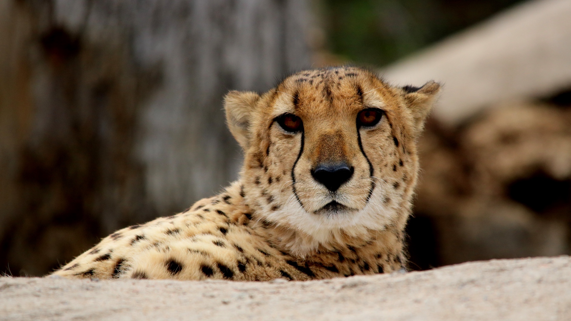 Wallpaper Cheetah, Predator, Muzzle - Cheetah Wallpaper For Ipad - HD Wallpaper 