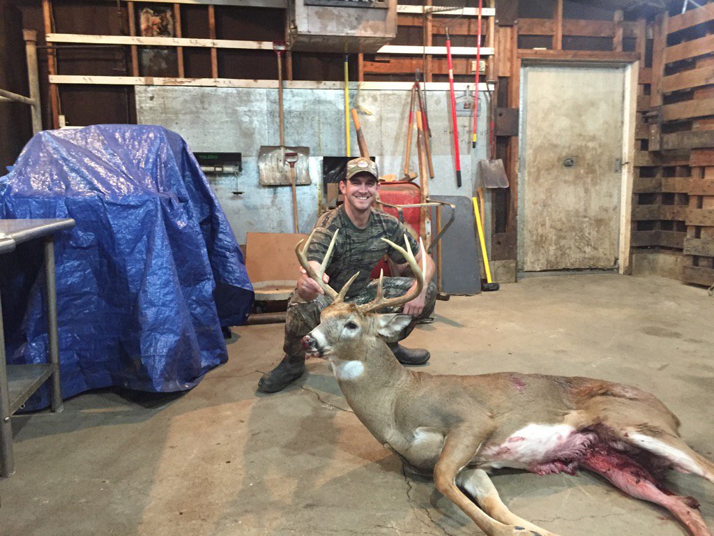 White-tailed Deer - HD Wallpaper 