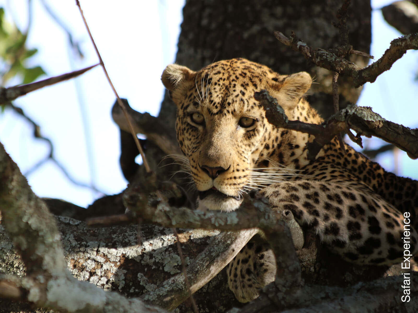 Tapety I Akcesoria Jaguar Cats Standing Mountains Bird - African Leopard - HD Wallpaper 
