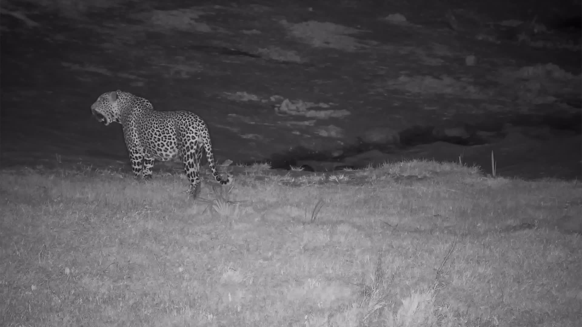 Cheetah - HD Wallpaper 