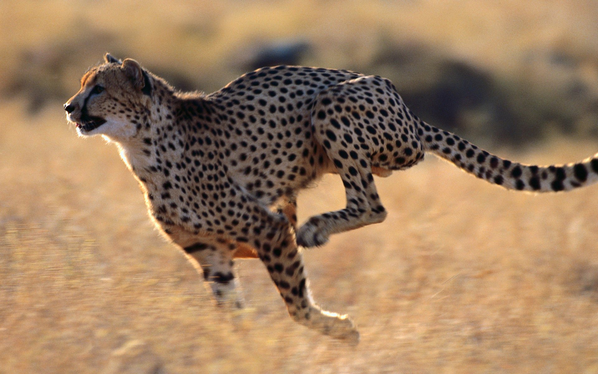 Leopards Hd - HD Wallpaper 