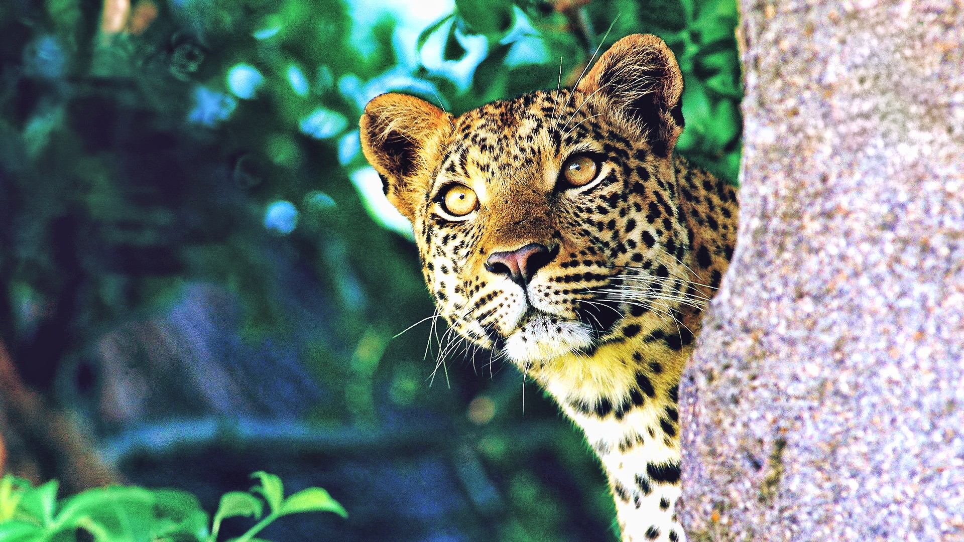 Leopard Animal Planet - HD Wallpaper 