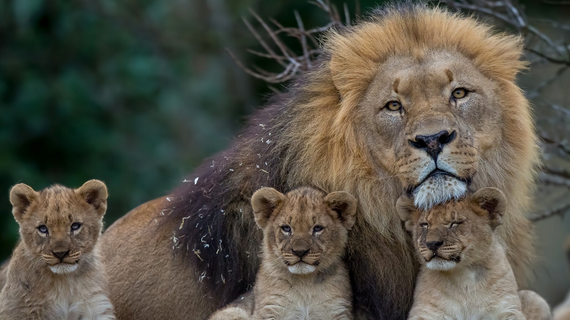 Male Lion With 3 Cubs - HD Wallpaper 