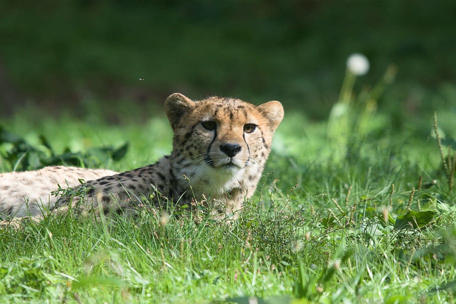 Animals, Cheetah, Predator, Speed, Safari, Africa, - HD Wallpaper 