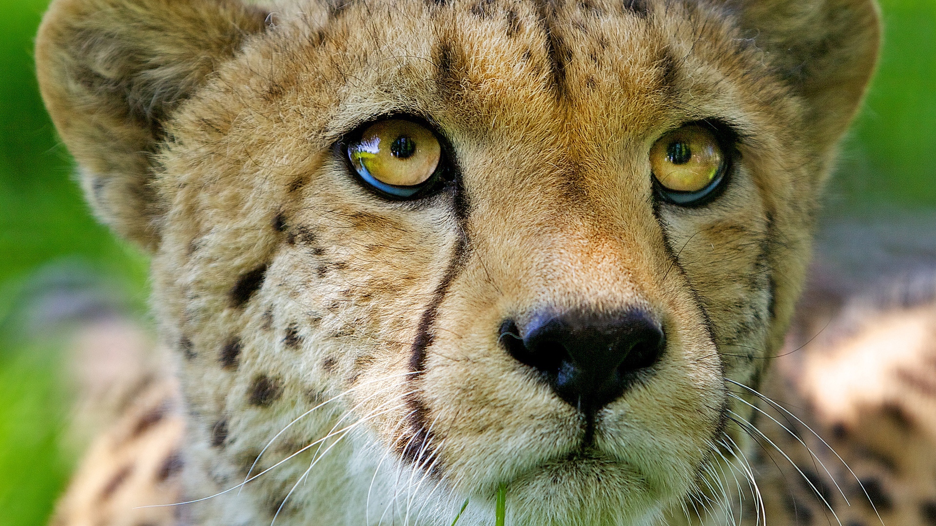 Wallpaper Cheetah, Face, Baby, Nose, Close-up - Cheetah Face Close Up - HD Wallpaper 