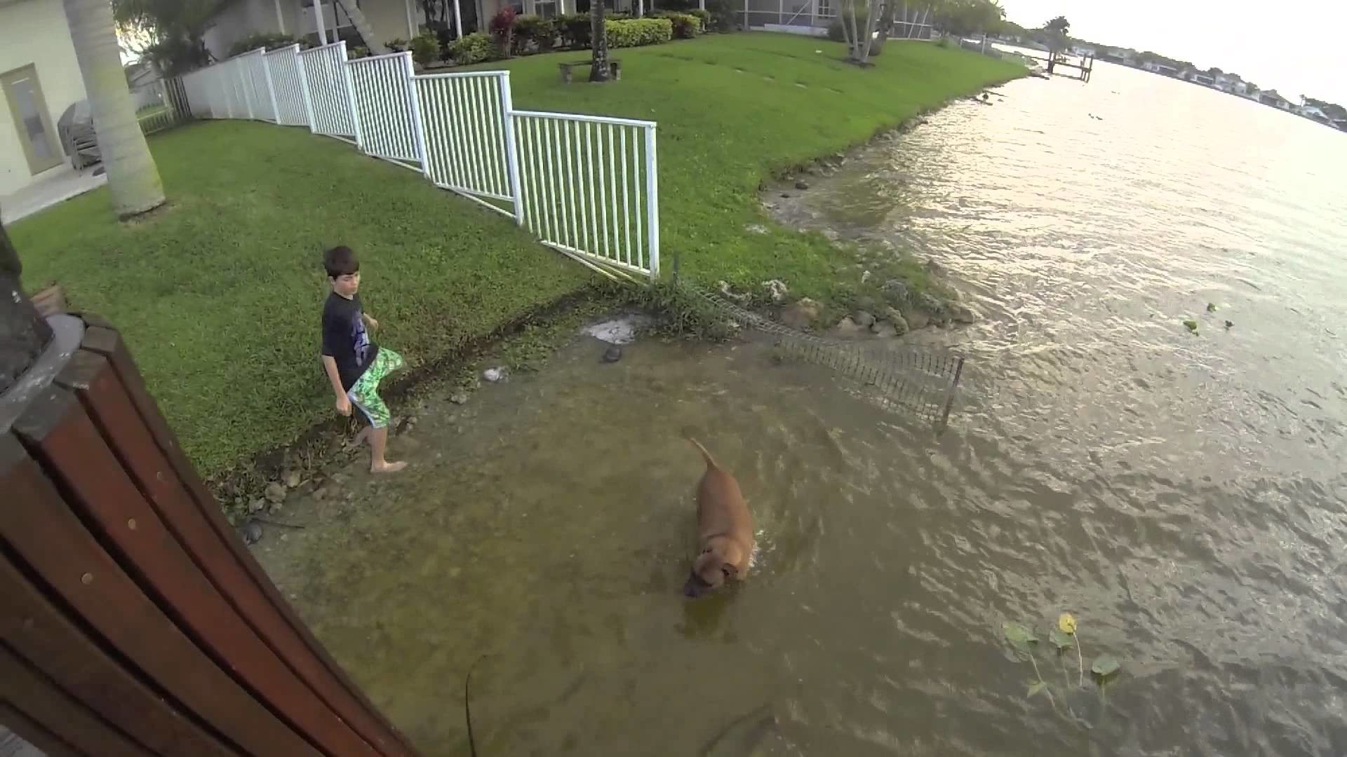 Largemouth Bass Clip Hd Largemouth Bass Backgrounds 1920x1080 Wallpaper Teahub Io