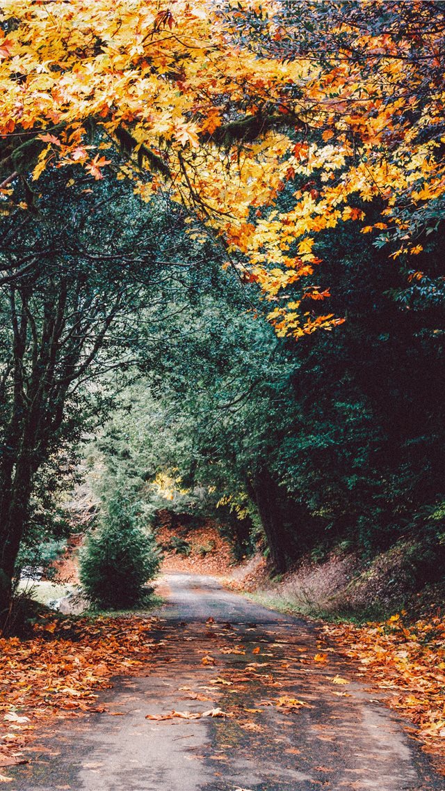 Autumn - HD Wallpaper 