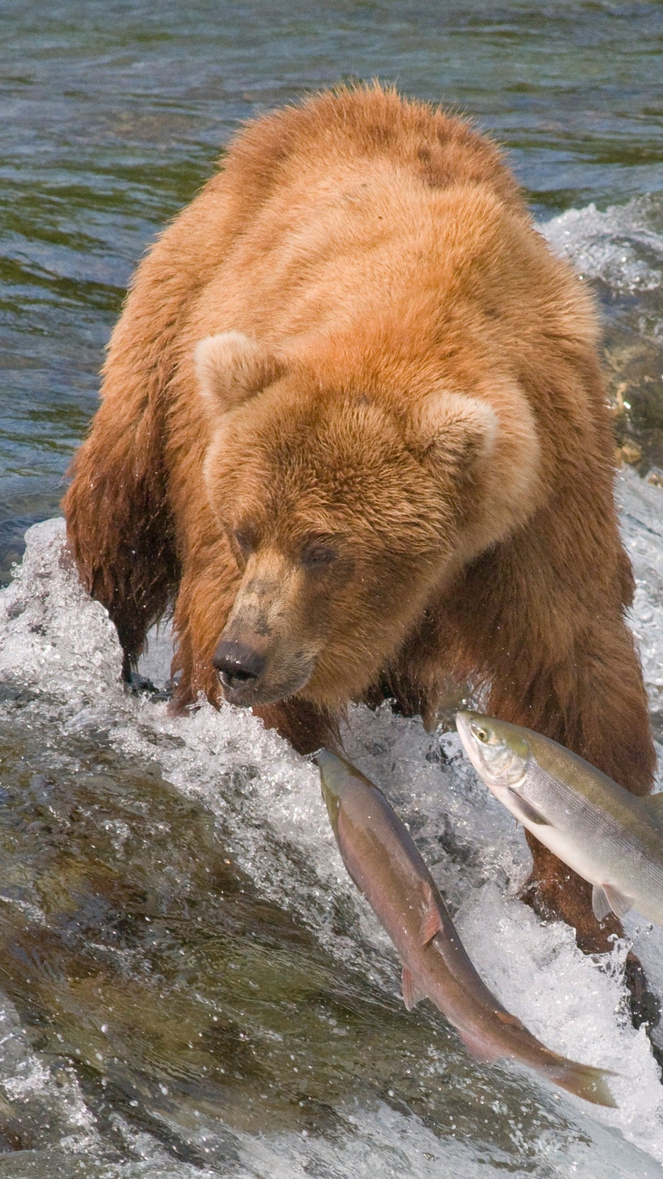Wallpaper Fishing, Bear, Water, River, Fish - Fishing River Wallpapers Hd - HD Wallpaper 