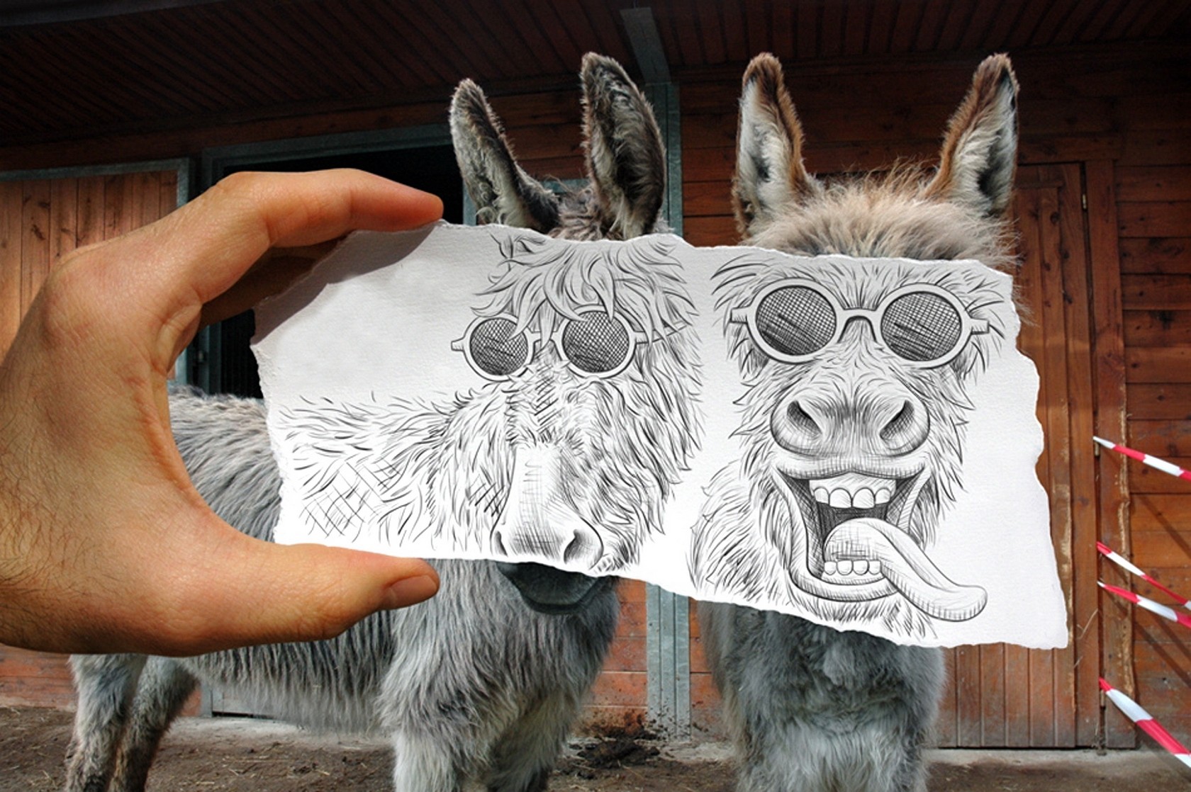 Wallpaper - Donkeys By Ben Heine - HD Wallpaper 