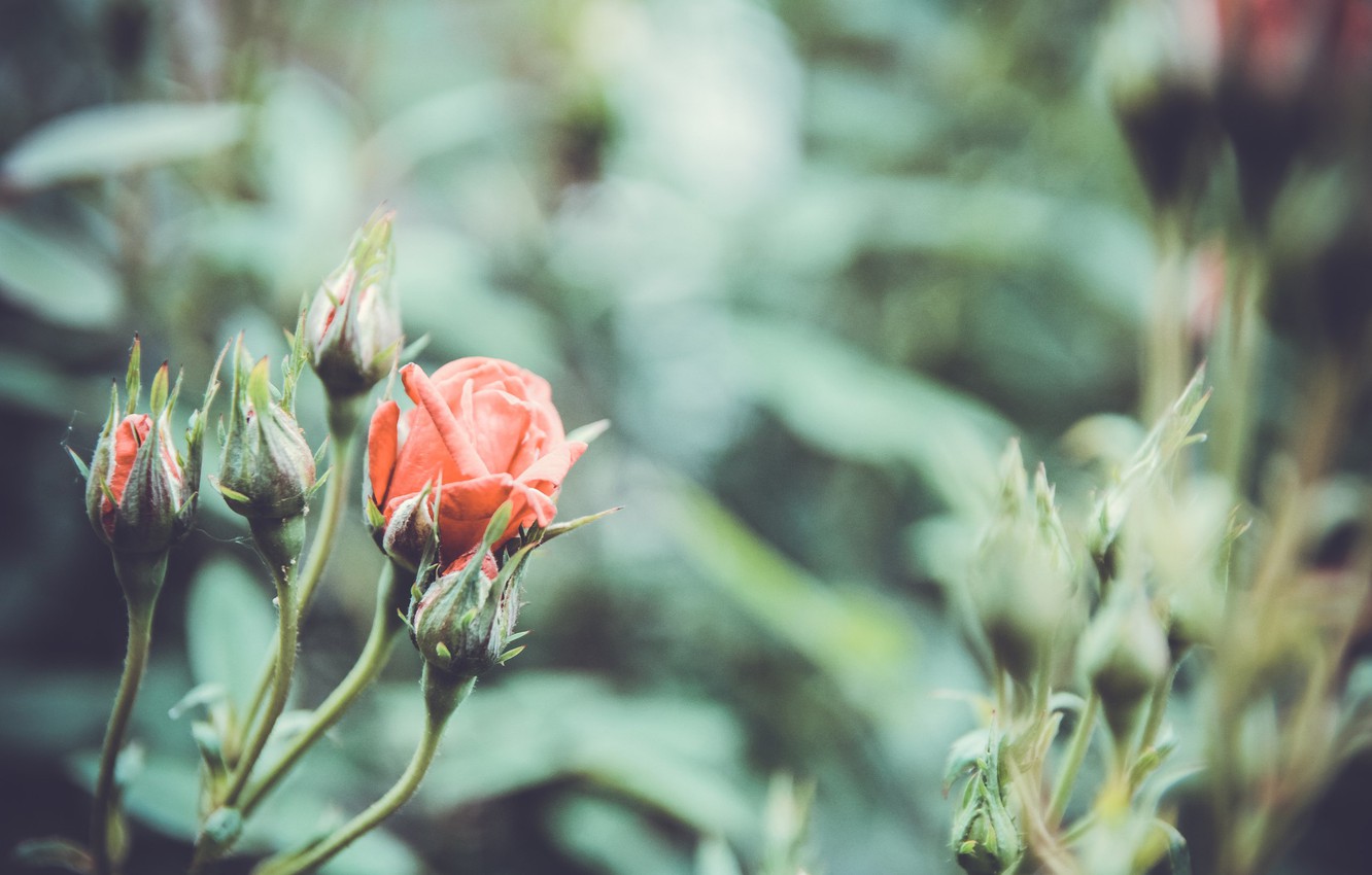 Photo Wallpaper Flowers, Nature, Roses, Rose, Vintage, - Винтажный Цветы Розы Обои На Рабочий Стол - HD Wallpaper 