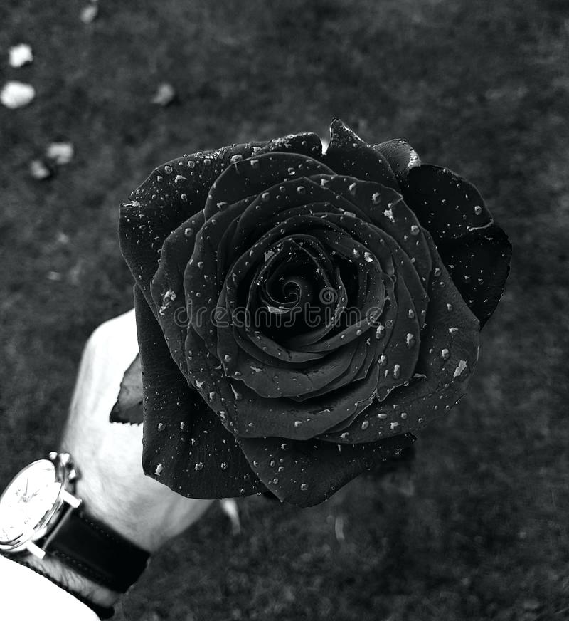 Garden Roses - HD Wallpaper 