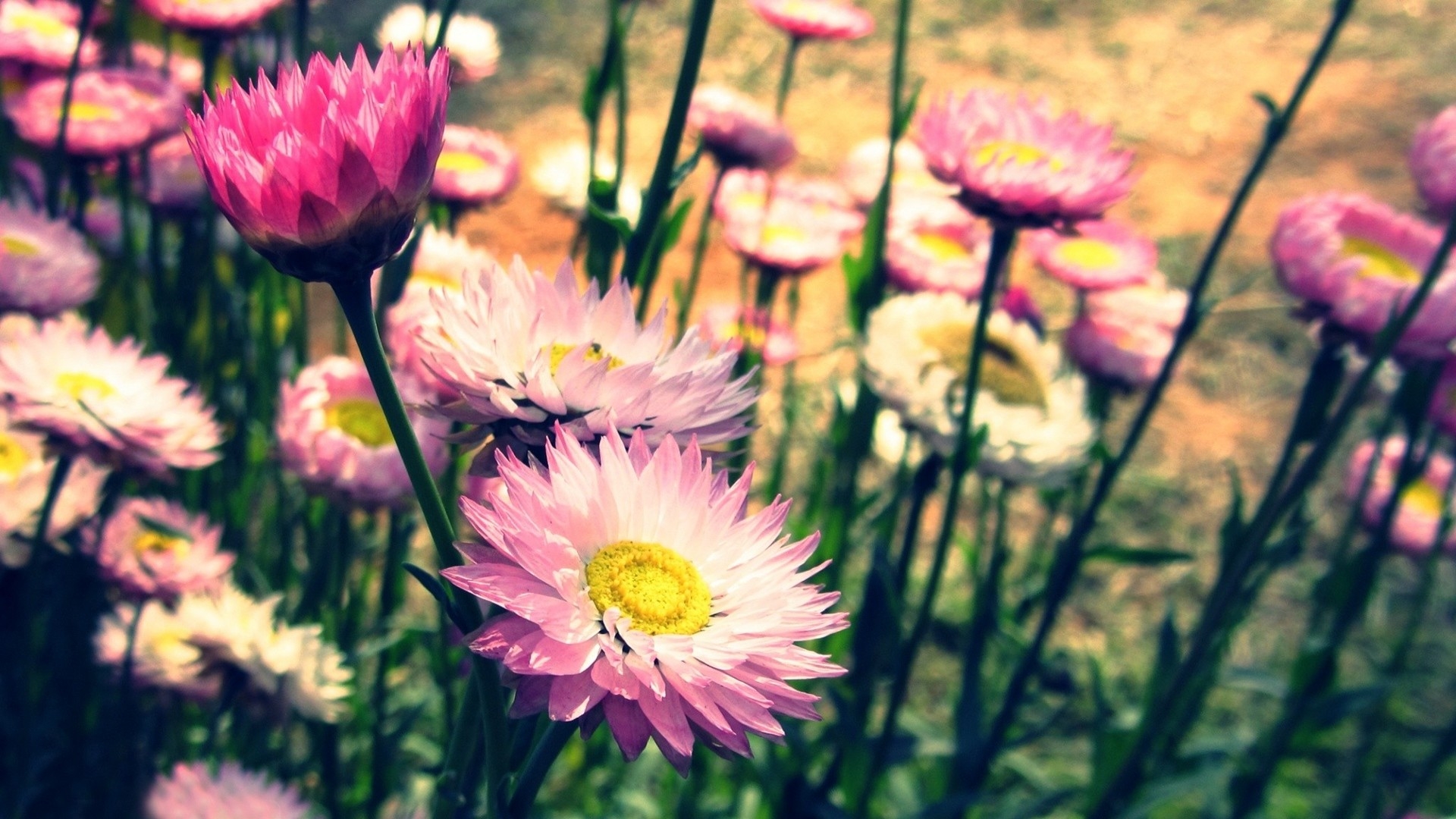 Desktop Backgrounds Flowers Vintage - HD Wallpaper 