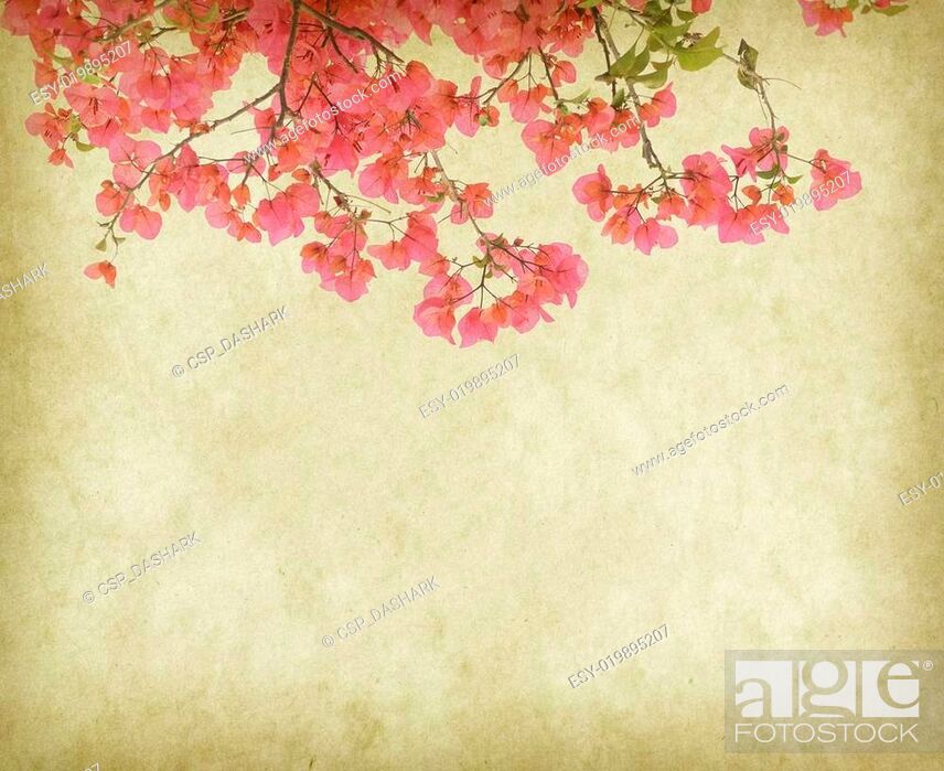 Vintage Wallpaper Background With Bougainvillea Flowers - Fondos Vintage Con Flores - HD Wallpaper 
