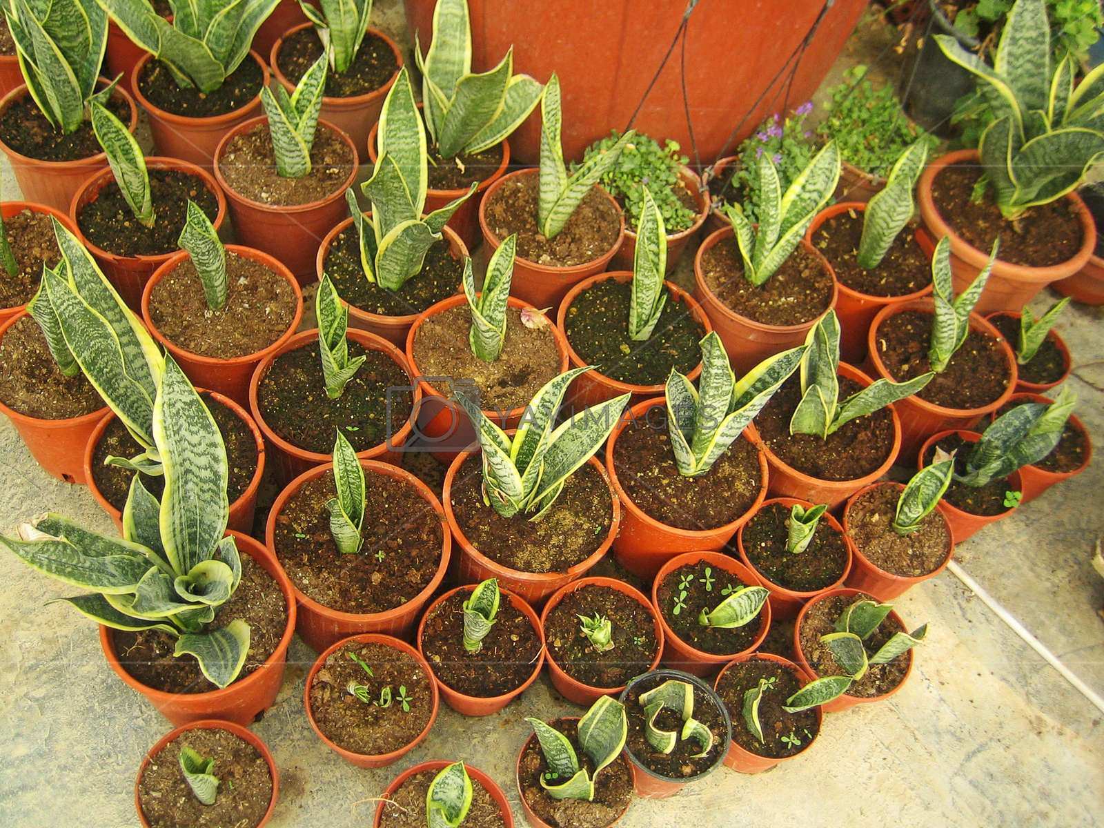 Flowers Modern Greenhouse In Tirana Albanian Vintage - Flowerpot - HD Wallpaper 