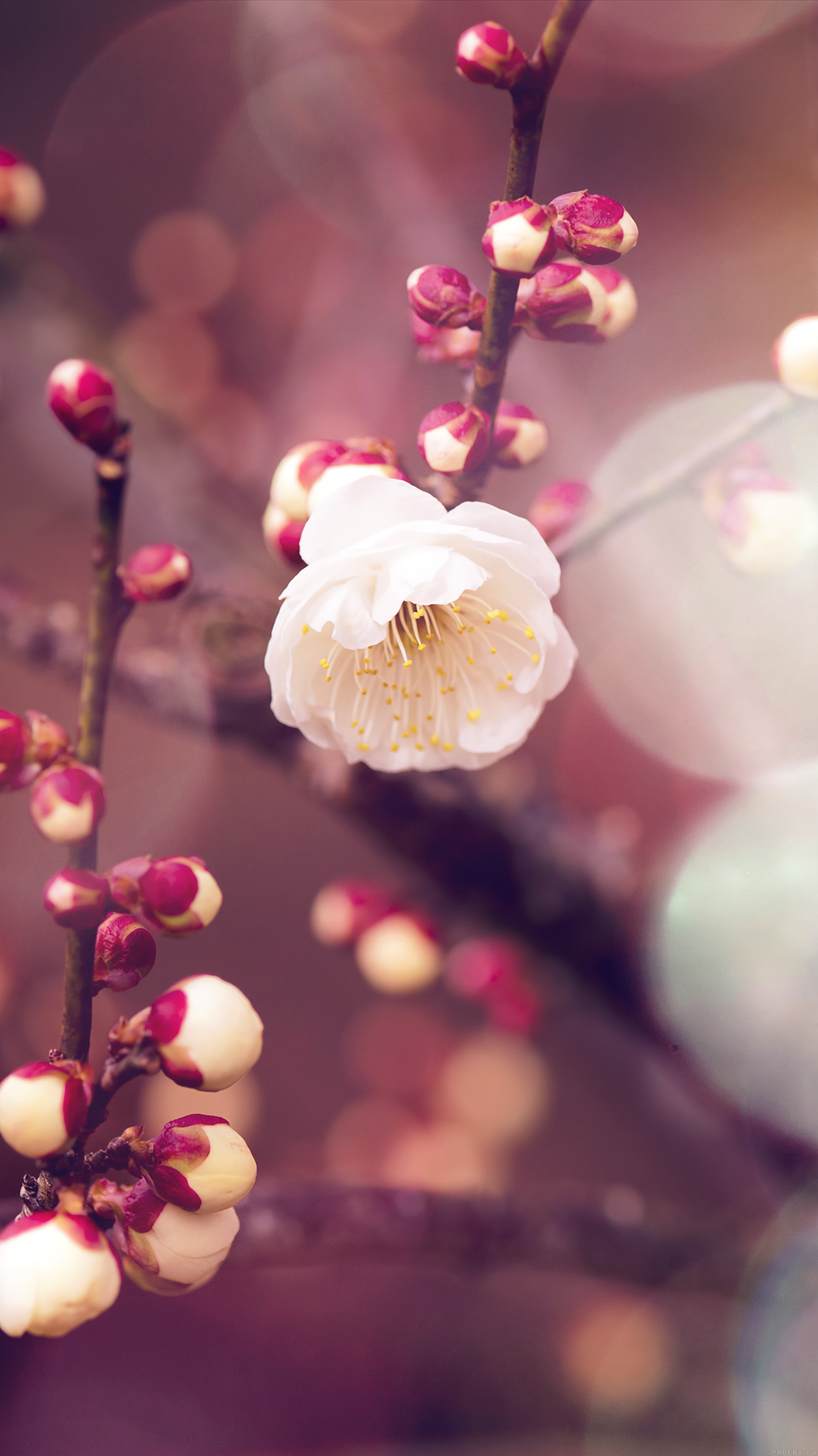 Apricot Flower Bud Flare Spring Nature Twigs Tree Android - Cherry Blossom Wallpaper Hd Iphone 8 Plus - HD Wallpaper 