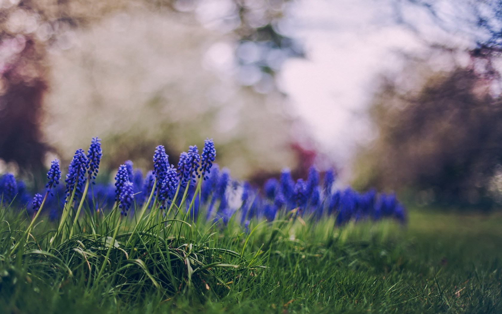 Blue Muscari Flowers - HD Wallpaper 