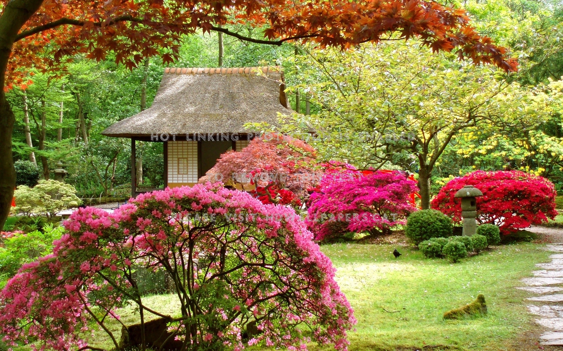 Japanese Park Blossoms Trees Spring Nature - Beautiful Garden - HD Wallpaper 