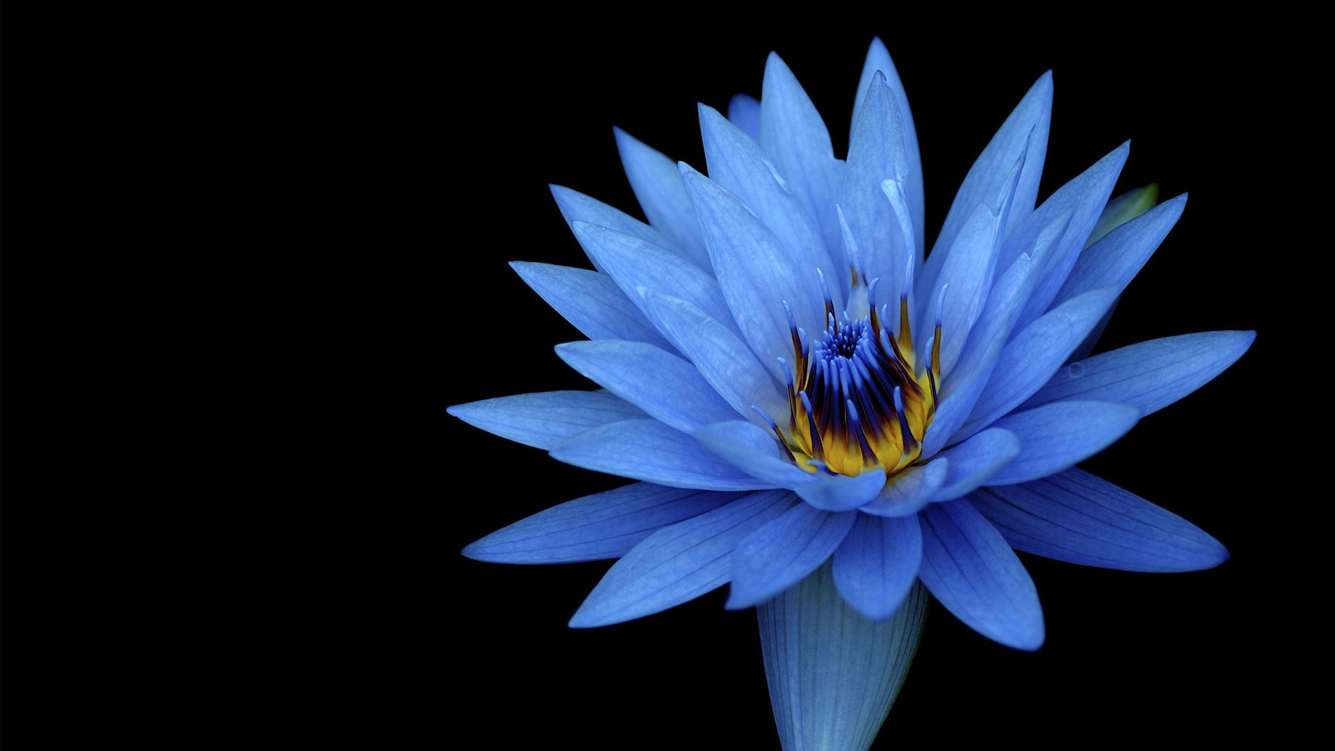 Free Strange Music Wallpapers Blue Lily 19x1080 Wallpaper Teahub Io